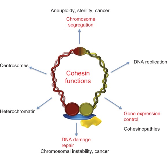 Nuove scoperte tumori 2021: il ruolo della coesina