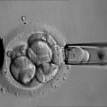 Primi embrioni umani sintetici