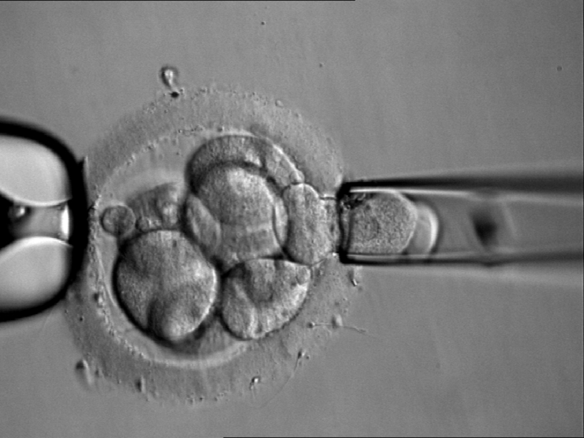 Primi embrioni umani sintetici da cellule staminali