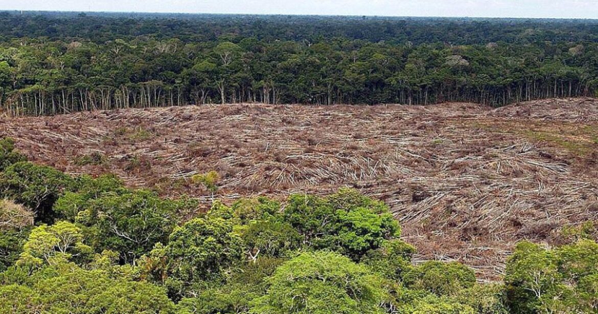 Deforestazione aree di foresta tropicale in aumento nel 2020