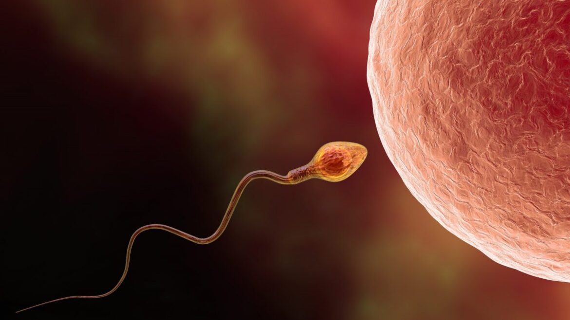 Fertilità maschile in calo: numero spermatozoi sta diminuendo