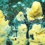 Batteri che mangiano metano nei fondali dell'Oceano