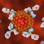 Nuovi anticorpi monoclonali anti Covid contro le varianti