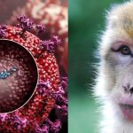 Gene nelle scimmie e topi blocca virus HI Ebola