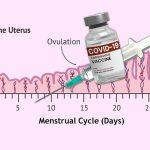 Disturbi mestruali dopo vaccini Pfizer Moderna