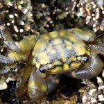 Scoperta nuova specie di granchio che vive in Sardegna