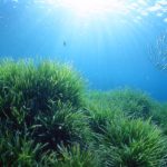 Posidonia oceanica accumula carbonio nel Mediterraneo