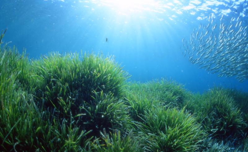 Posidonia oceanica accumula carbonio nel Mediterraneo