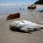 Segnalazione problemi ambientali • Inquinamento plastica anche nell'Artico
