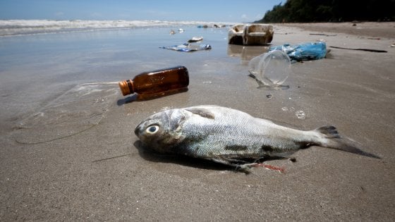 Segnalazione problemi ambientali • Inquinamento plastica anche nell’Artico