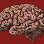 Egoismo e altruismo cause nei collegamenti cervello