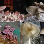 Funghi degradano plastica polipropilene