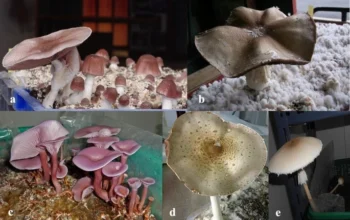 Funghi degradano plastica polipropilene