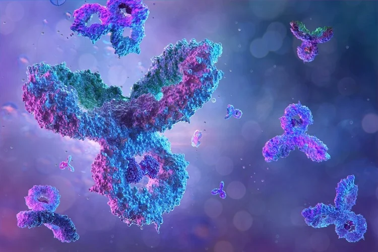 Scoperto nuovo anticorpo E7 anti coronavirus: neutralizza tutte le varianti