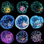 Embrioide sviluppato da staminali