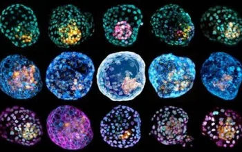 Embrioide sviluppato da staminali