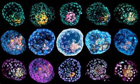 Creato embrioide dalle staminali: simula i primi giorni di sviluppo embrionale