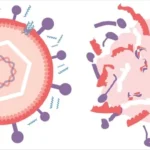 Nuovi antivirali peptoidi distruggono virus facendoli scoppiare