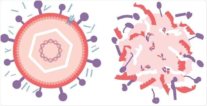 Nuovi antivirali peptoidi che distruggono virus facendoli scoppiare
