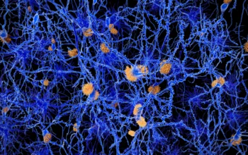 Alzheimer nuove ricerche microglia recettore LILRB4